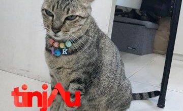 Kokom, Kucing Kementerian PUPR
