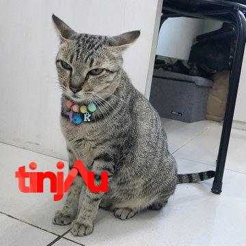 Kokom, Kucing Kementerian PUPR