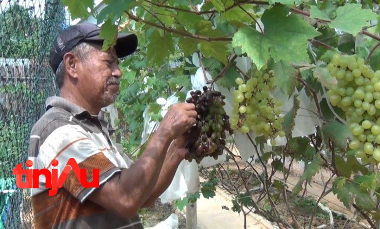 Budidaya Anggur Impor yang dilakukan Hartono | Foto: Istimewa