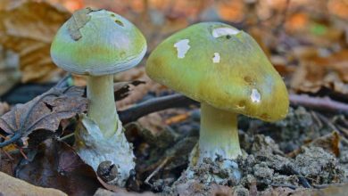Jamur Amanita Phalloides