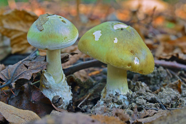 Jamur Amanita Phalloides