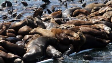 Ratusan Singa Laut yang mati | Foto: Istimewa