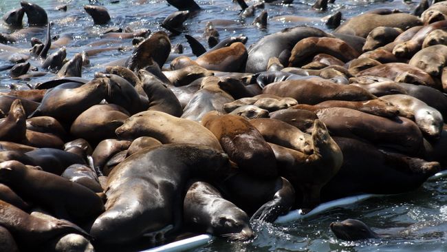 Ratusan Singa Laut yang mati | Foto: Istimewa