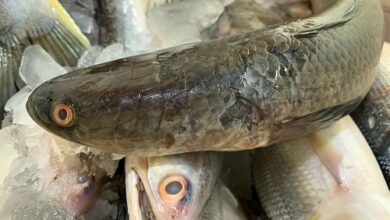 Manfaat ikan gabus