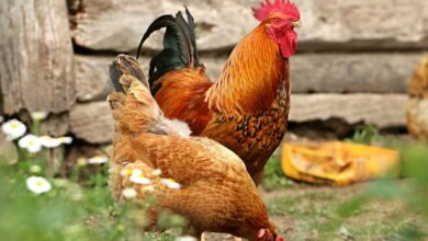 Ilustrasi Ayam