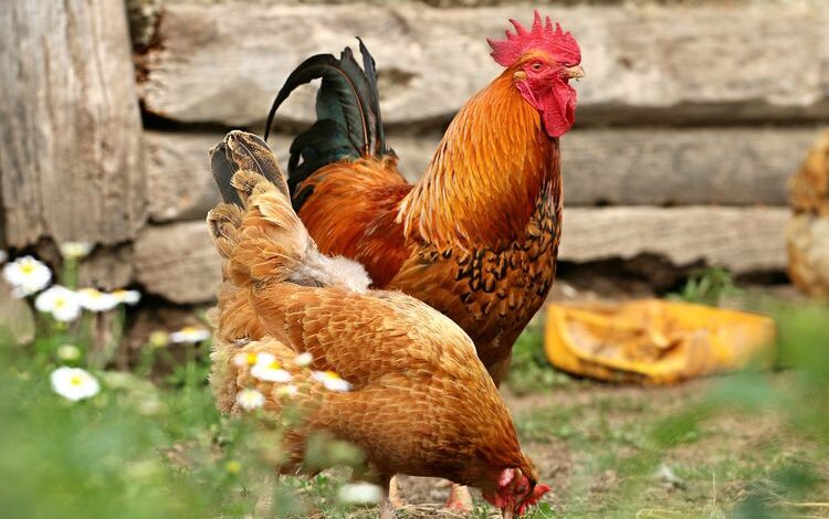 Ilustrasi Ayam