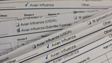 Flu Burung