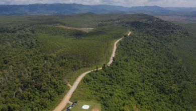 Hutan di sekitar IKN Nusantara