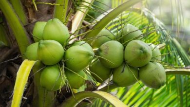 Kelapa