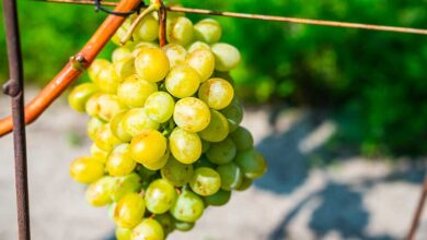 Anggur Shine Muscat