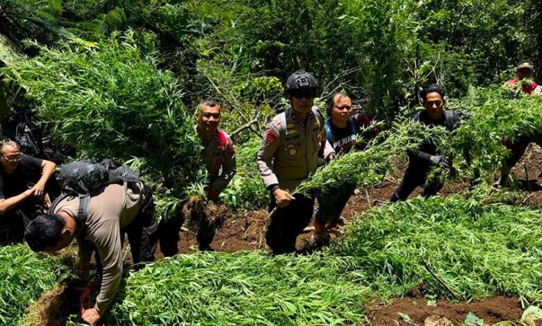 Ganja Semeru