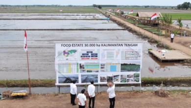 Food Estate