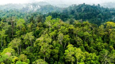 Hutan