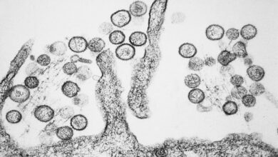 Virus Hanta