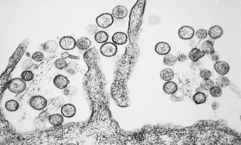 Virus Hanta