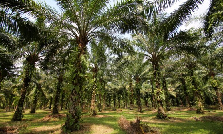Kelapa Sawit